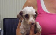 Missouri Dogs Arrive at Headin' Home Pet Rescue 29