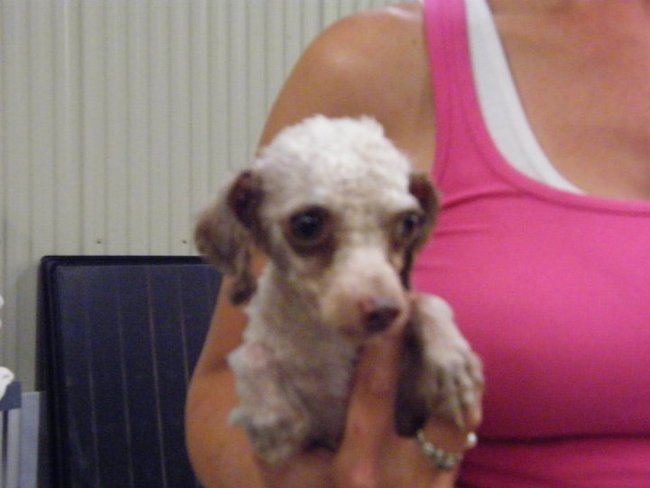 Missouri Dogs Arrive at Headin' Home Pet Rescue