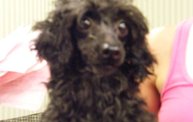 Missouri Dogs Arrive at Headin' Home Pet Rescue 28