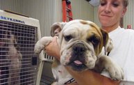 Missouri Dogs Arrive at Headin' Home Pet Rescue 26