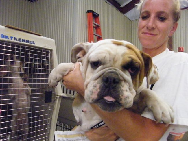 Missouri Dogs Arrive at Headin' Home Pet Rescue