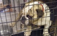 Missouri Dogs Arrive at Headin' Home Pet Rescue 9