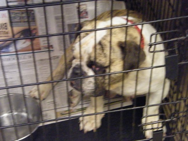 Missouri Dogs Arrive at Headin' Home Pet Rescue