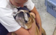 Missouri Dogs Arrive at Headin' Home Pet Rescue 8