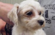 Missouri Dogs Arrive at Headin' Home Pet Rescue 7