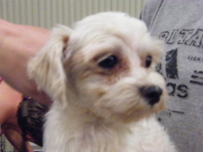 Missouri Dogs Arrive at Headin' Home Pet Rescue