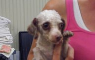 Missouri Dogs Arrive at Headin' Home Pet Rescue 6