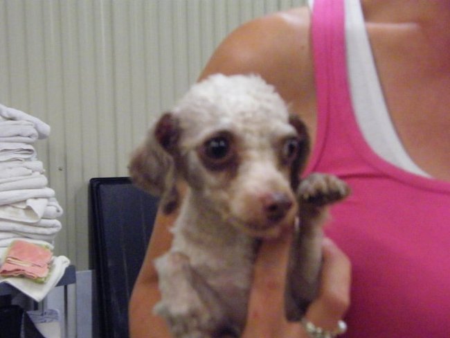 Missouri Dogs Arrive at Headin' Home Pet Rescue