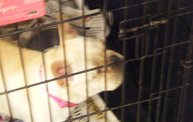 Missouri Dogs Arrive at Headin' Home Pet Rescue 20