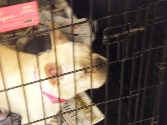 Missouri Dogs Arrive at Headin' Home Pet Rescue