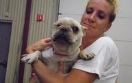 Missouri Dogs Arrive at Headin' Home Pet Rescue 18
