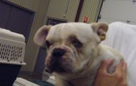 Missouri Dogs Arrive at Headin' Home Pet Rescue 17