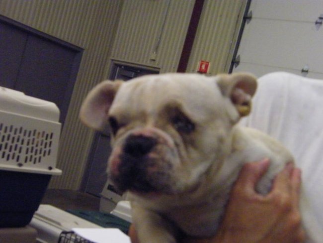 Missouri Dogs Arrive at Headin' Home Pet Rescue