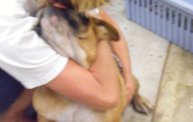 Missouri Dogs Arrive at Headin' Home Pet Rescue 16