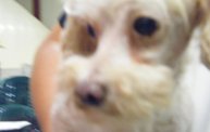Missouri Dogs Arrive at Headin' Home Pet Rescue 15