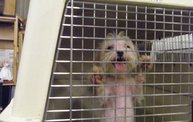 Missouri Dogs Arrive at Headin' Home Pet Rescue 14