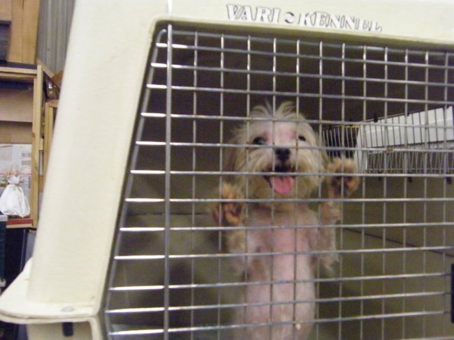 Missouri Dogs Arrive at Headin' Home Pet Rescue