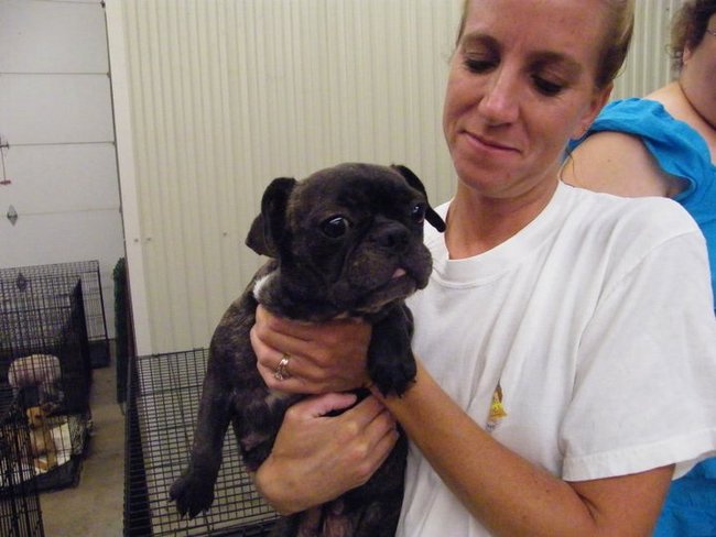 Missouri Dogs Arrive at Headin' Home Pet Rescue
