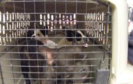 Missouri Dogs Arrive at Headin' Home Pet Rescue 30