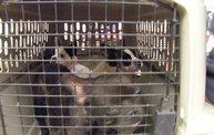 Missouri Dogs Arrive at Headin' Home Pet Rescue 30