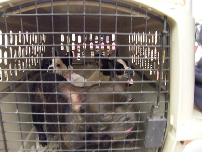 Missouri Dogs Arrive at Headin' Home Pet Rescue