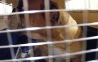 Missouri Dogs Arrive at Headin' Home Pet Rescue 28