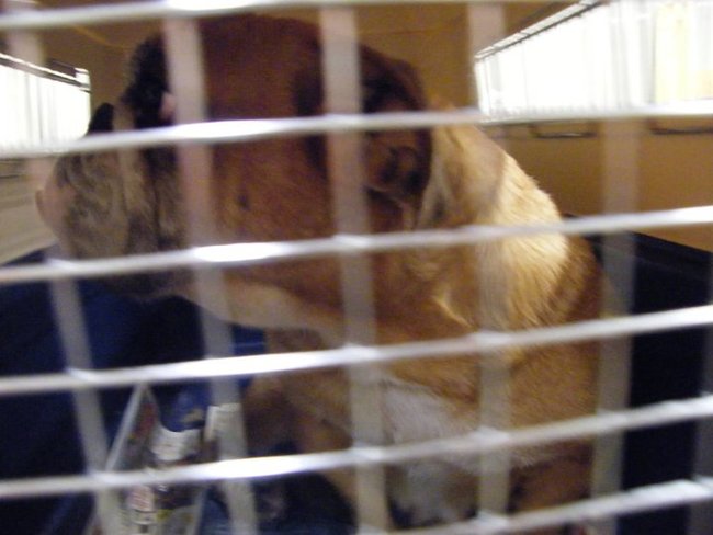 Missouri Dogs Arrive at Headin' Home Pet Rescue