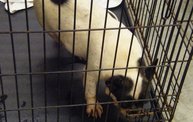 Missouri Dogs Arrive at Headin' Home Pet Rescue 2