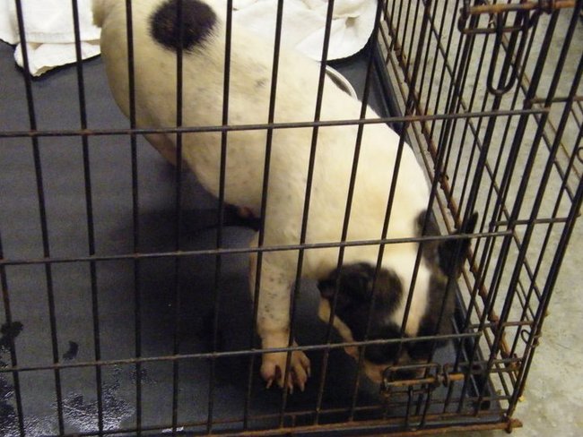 Missouri Dogs Arrive at Headin' Home Pet Rescue