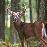 Deer. Deer.