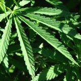 Marijuana Marijuana