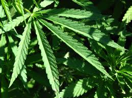 Marijuana Marijuana