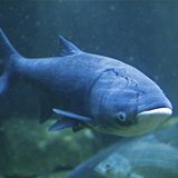 Asian carp Asian carp