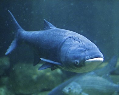 Asian carp