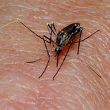 Super Mosquito