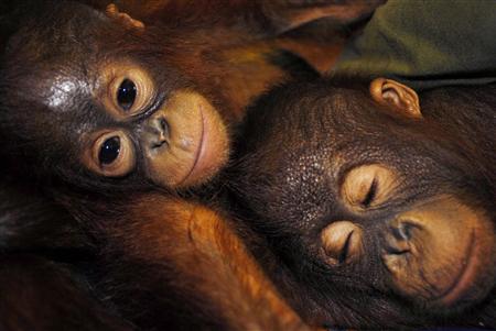 Orangutans rest in Palangkaraya in the province of Central Kalimantan in this May 3, 2007 file photo. Orangutans rest in Palangkaraya in the province of Central Kalimantan in this May 3, 2007 file photo.