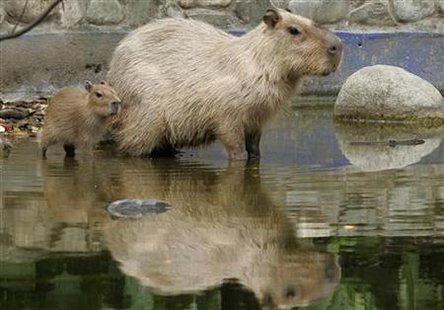 A capybaras born in captivity 15 days ago, follows its mother at the Santa Fe Zoo in Medellin. A capybaras born in captivity 15 days ago, follows its mother at the Santa Fe Zoo in Medellin.