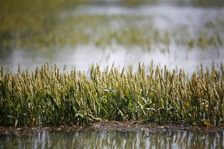Wheat is partially submerged in floodwaters in Holly Grove, Arkansas Wheat is partially submerged in floodwaters in Holly Grove, Arkansas