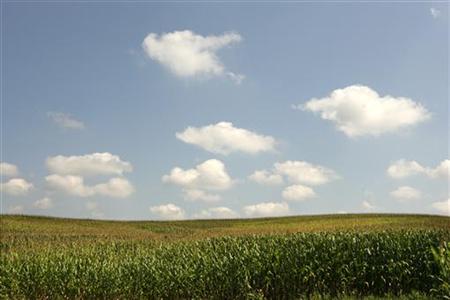 Corn grows in fields in Otisco Corn grows in fields in Otisco