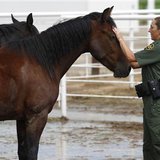 Supervisory U.S. Border Patrol Agent Bobbi Schad pets one of the six new mustang horses at the horse patrol training facility in Willcox Supervisory U.S. Border Patrol Agent Bobbi Schad pets one of the six new mustang horses at the horse patrol training facility in Willcox
