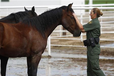 Supervisory U.S. Border Patrol Agent Bobbi Schad pets one of the six new mustang horses at the horse patrol training facility in Willcox Supervisory U.S. Border Patrol Agent Bobbi Schad pets one of the six new mustang horses at the horse patrol training facility in Willcox