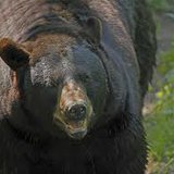 black bear