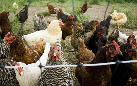 Chickens move around in a pen on a farm. Photo courtesy of: http://www.flickr.com/photos/cliche/ Chickens move around in a pen on a farm. Photo courtesy of: http://www.flickr.com/photos/cliche/