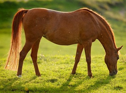Horse Horse