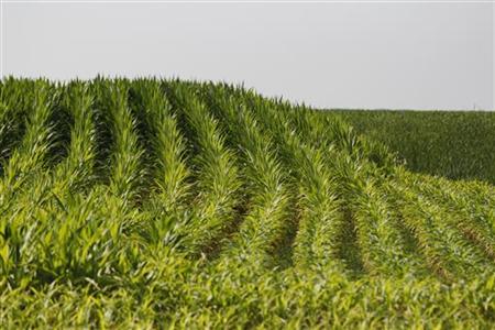 Rows of corn bend over a hill in Atalissa Rows of corn bend over a hill in Atalissa