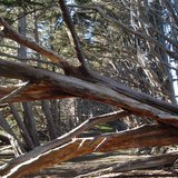 Fallen tree.