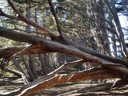 Fallen tree. Fallen tree.