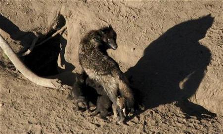 A gray wolf and its nursing pups are pictured in Yellowstone National Park in undated handout photograph A gray wolf and its nursing pups are pictured in Yellowstone National Park in undated handout photograph