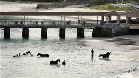 Horses from a local race course are given a morning bath along a public beach just outside Bridgetown, Barbados, in this June 15, 2008 file Horses from a local race course are given a morning bath along a public beach just outside Bridgetown, Barbados, in this June 15, 2008 file