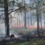 forest fire forest fire
